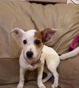 SmalJack Russell terriers