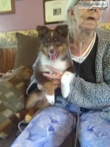 Miniature Australian Shepherd Puppy