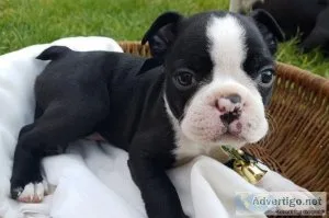 Akc Boston Terrier Puppies For Adoption
