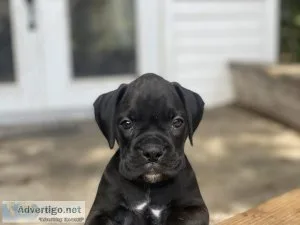 Boxer Puppies looking for forever family