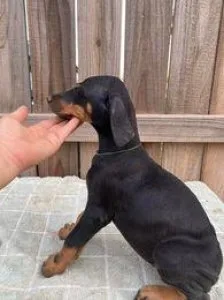 Doberman Puppies