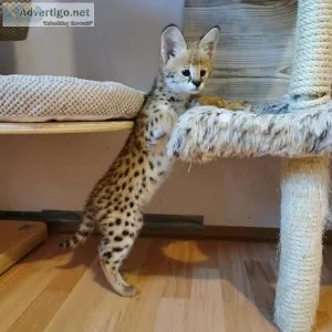 Beautiful Serval  kittens