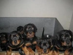 Rottwieler puppies for adoptio