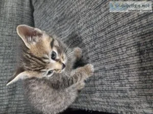 8 week old kitties