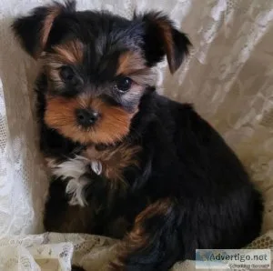 Great Yorkie Puppy