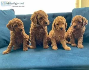 Golden Doodle Puppies
