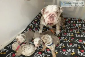 Beautiful Rare British Bulldog Pups. Text 5017120904