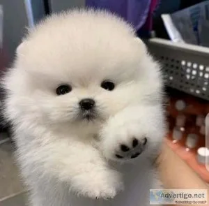 tiny teacup Pomeranian puppies now set to go