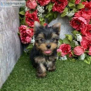 Yorkie puppies for sale