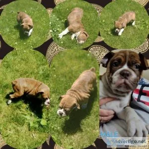 IOEBA olde English Bulldog male
