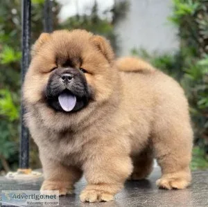 Chow Chow Puppies For Sale