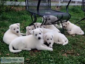 AKC White German Shepherd puppies ready