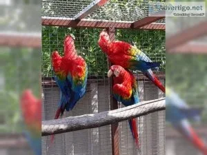 Talking Trained Scarlet Macaws