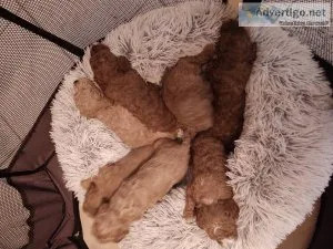 Miniature Poodle Puppies