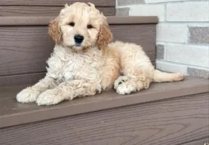 CKC reg. Golden Doodle Puppies for sale.
