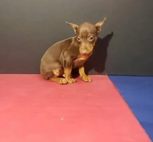 Beautiful Miniature Pinscher Puppies ready