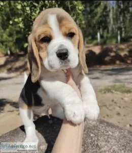 Talented beagle puppies