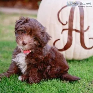 Mal-Shi Puppies For Sale