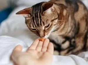 Buy Cat Health Supplement at Best Price - Pawrulz