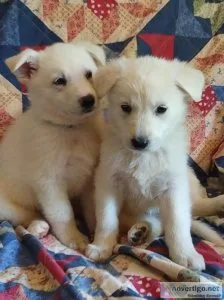 AKC WHITE GERMAN SHEPHERD PUPS