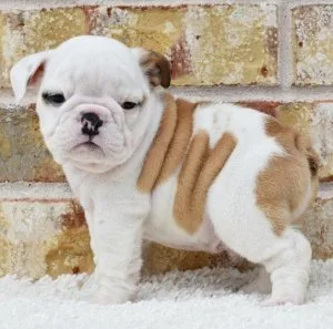 AKC Miniature English Bulldog Puppies.