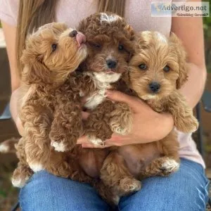 Cute Teacup Cavapoo Puppies For Sale