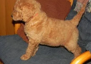 Home raised Labradoodle puppies available