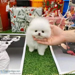 tiny teacup Pomeranian puppies now set to go