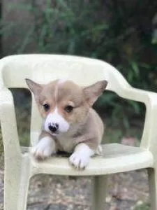 Pembroke Welsh Corgi puppies