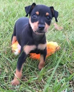 Miniature Pinscher puppies