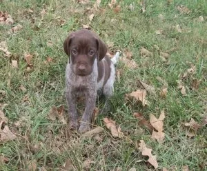 German Shorthaired Pointer Puppies