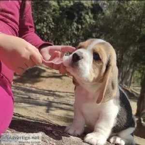 Delightful beagle puppies