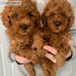 Cutest Toy Poodle puppies available