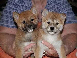 Beautiful Shiba Inu Boy and Girl Puppies