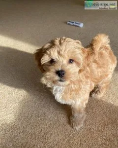 Healthy and adorable Maltipoo Puppies