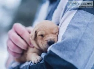 Is Your Puppy Having Trouble Adjusting To Your Home