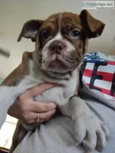 Olde English Bulldog-Male