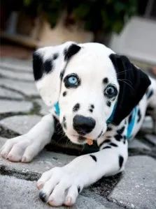 Beautiful Dalmatian Puppies For Sale