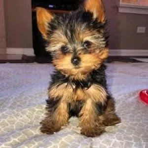 Yorkshire terrier puppies ready now