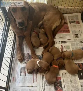Labrador Fox Red KC registered