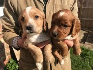 Cocker Spaniel Pups