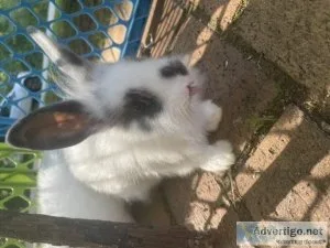Baby bunnies so sweet