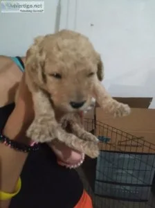 Litter of F1bb goldendoodles