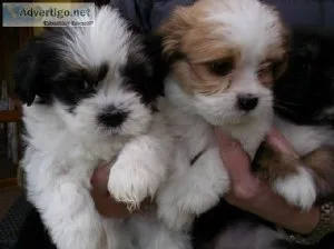 Lhasa Apso Puppies ready now to go