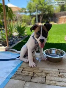 Dog trainer for PUPPIES All dogs are welcome