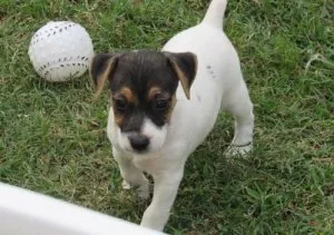 Nice and Healthy Jack Russel Terrier Puppies Available