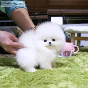 adorable teacup Pomeranian ready to go