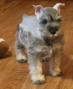 Gorgeous Miniature Schnauzer pups
