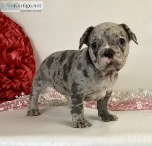 Tasha Female AKC French Bulldog