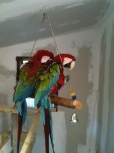 Beautiful Baby Greenwing Macaws